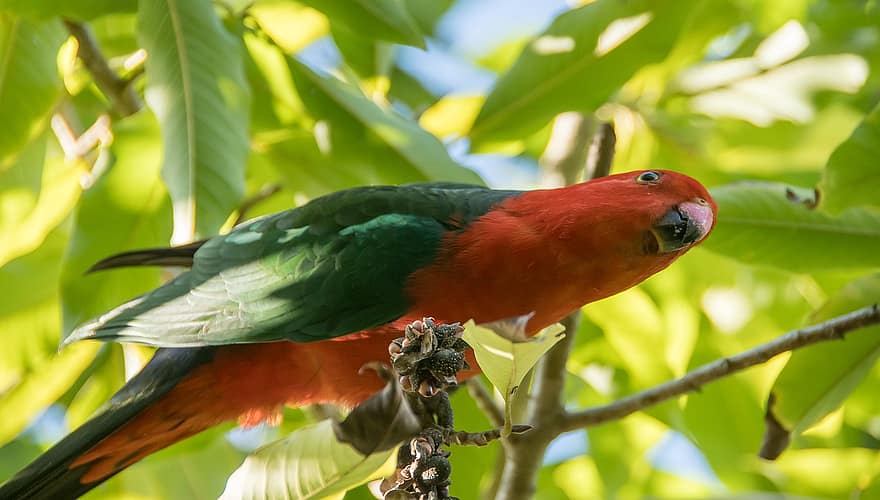 karalis papagailis, alisterus scapularis, putns, ēšana, vīrietis, spalvu, sarkans, zaļa, pixabay, savvaļas, queensland