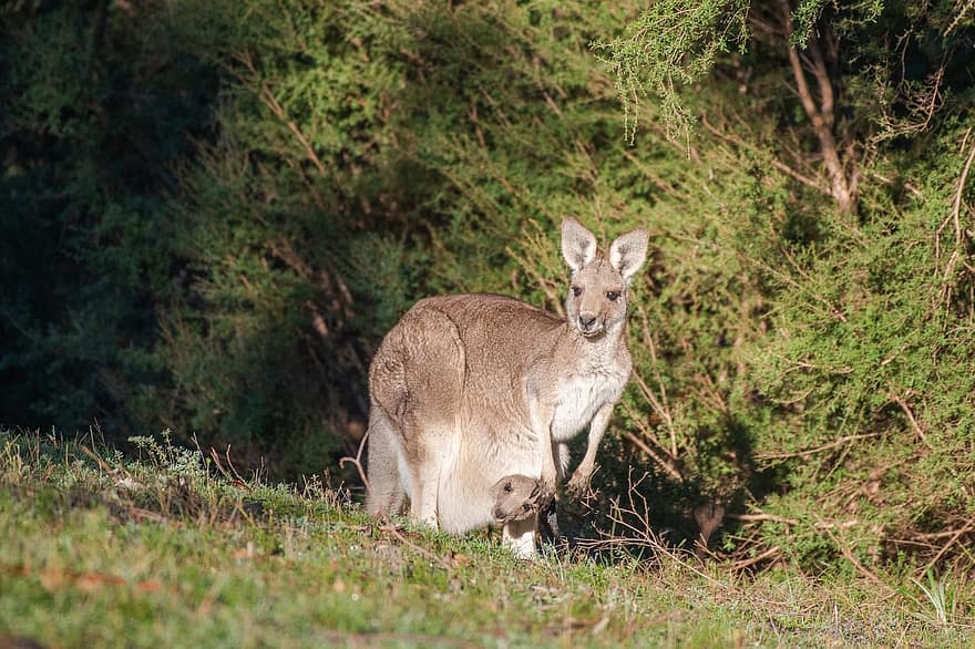 østgrå kænguru, joey, australsk, Australien, dyreliv, hjemmehørende, natur, pungdyr, macropod, pattedyr, landskabet