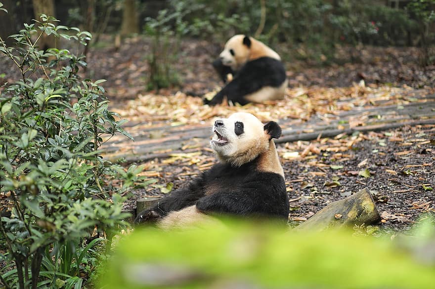 панда, животное, живая природа, гигантская панда, Панда, млекопитающее, природа