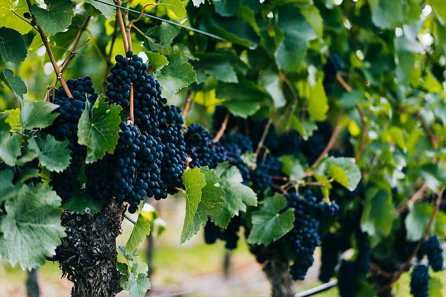druiven, wijnstok, wijngaard, fruit, voedsel, gezond, vitaminen, biologisch, fabriek, wijnbouw