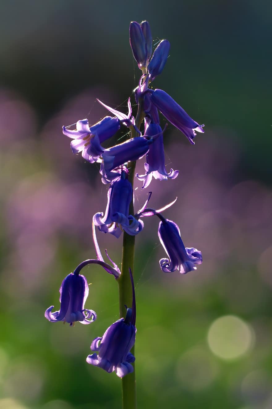 gėlė, „bluebells“, žydėjimas, pobūdį, Iš arti, augalų, violetinė, vasara, žiedlapis, lapai, gėlių galva