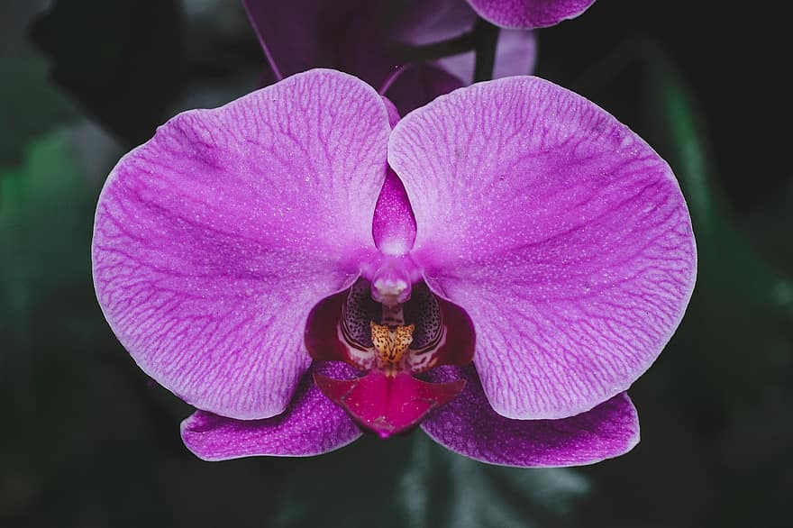 flor, orquídea, fechar-se, plantar, pétala, cabeça de flor, roxa, botânica, folha, frescura, Flor