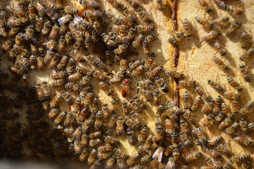 abelles, insectes, macro, abelles mel, insectes alats, rusc, mel, eixam d'abelles, ales, cria, himenòpters