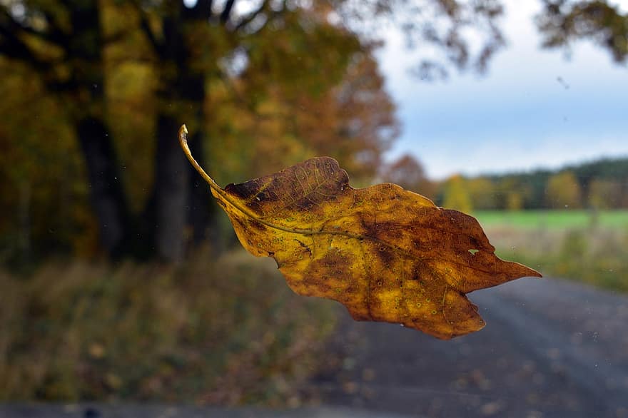 falling leaf, autumn, fall