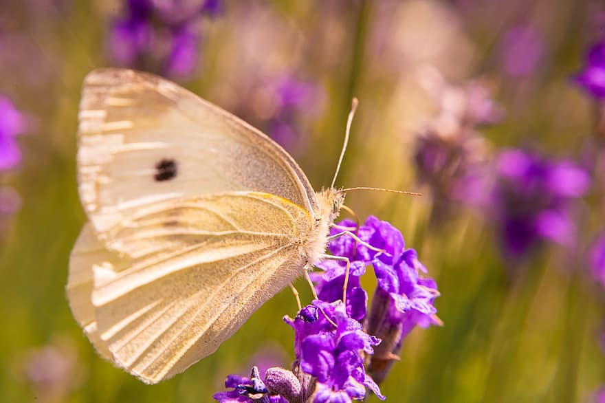 Schmetterling, Lavendel, Weiß, Tier, Natur, Sommer-, Insekt, blühen, lila, Garten, Pflanze