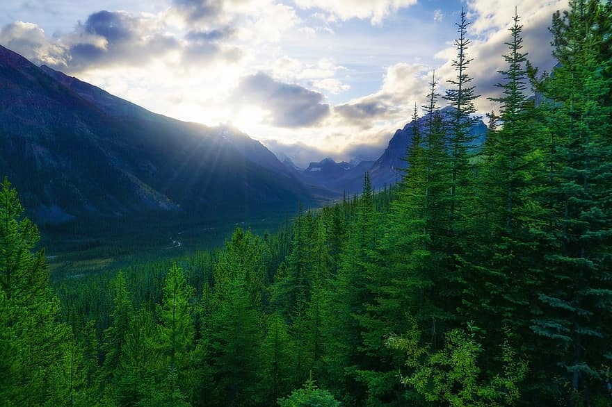 copaci, pădure, valea munților, vârfuri, vale, în aer liber, munți stâncoși, Canada, colorado, Montana, pin