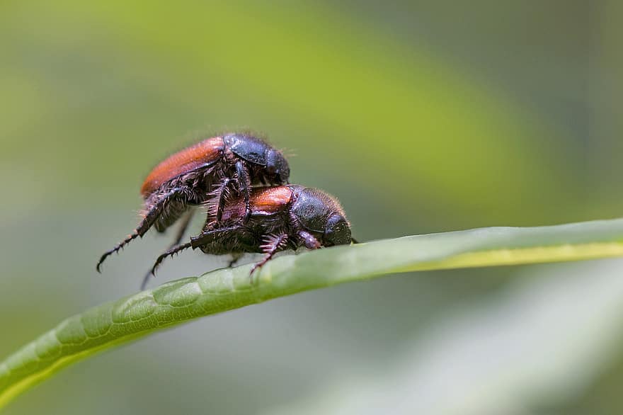 escarabajo, Pareja, insectos, abejorro, acoplamiento, macro, animales, equilibrar, naturaleza
