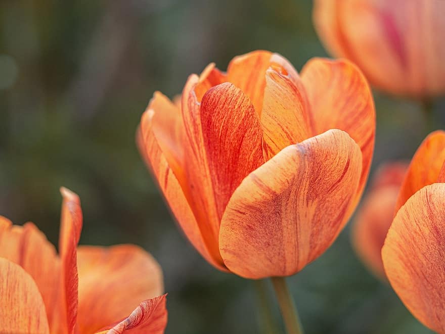 tulipaner, blomster, hage, tulipanblader, blomst, blomstre, vårblomster, petals, natur, flora, planter