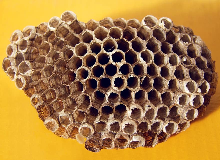 Hive, villi mehiläinen, ampiainen, vaha, avata, tyhjä, hunaja, varastointi, varasto