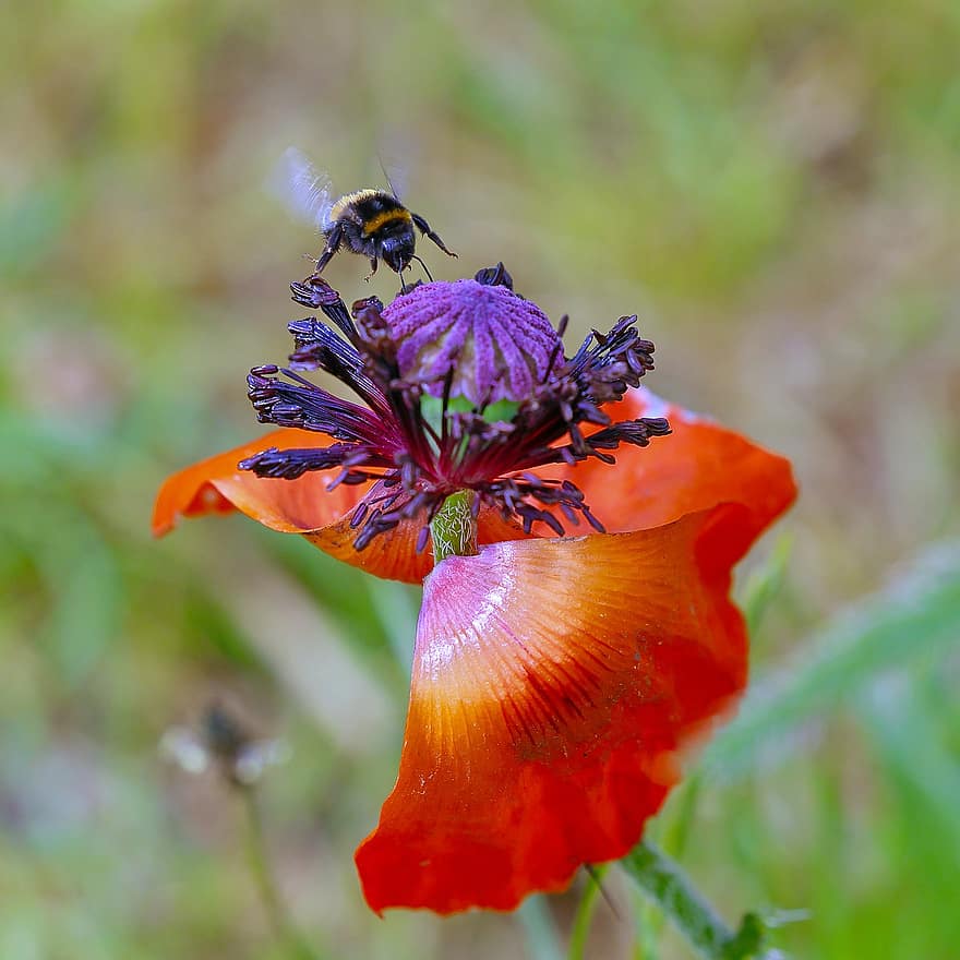 Grand bourdon terrestre, abeille, insecte, Bombus Terrestris, coquelicot, fleur, pollinisation, pétales, plante, Prairie, jardin