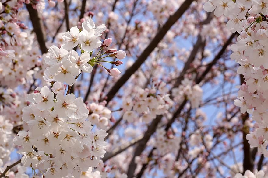 cseresznye virágok, Sakura, rózsaszín virágok, virágok, természet, bezár, tavaszi, tavasz, ág, virág, évszak
