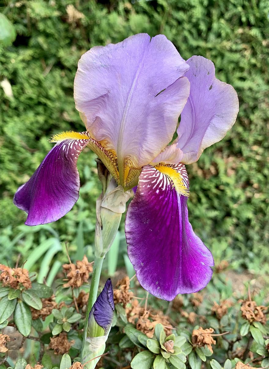 fialový květ, květ, Iris X Germanica, Příroda, vousatý iris, jaro, rostlina, detail, nachový, letní, okvětní lístek