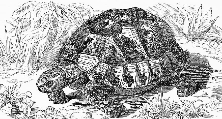 Tortoise, Reptile, Shell, Turtle, Animal, Wildlife, Nature, Line Drawing, Line Art, Sketch, Hand-drawn
