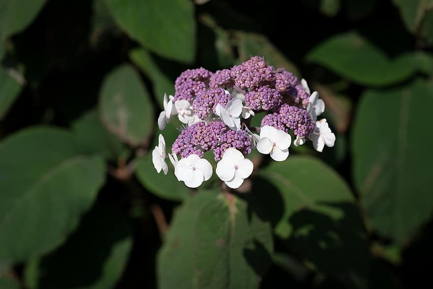 hortensia, fleur, hortensia blanc, épanouissement, pétales, pétales blancs, Floraison, flore, plante