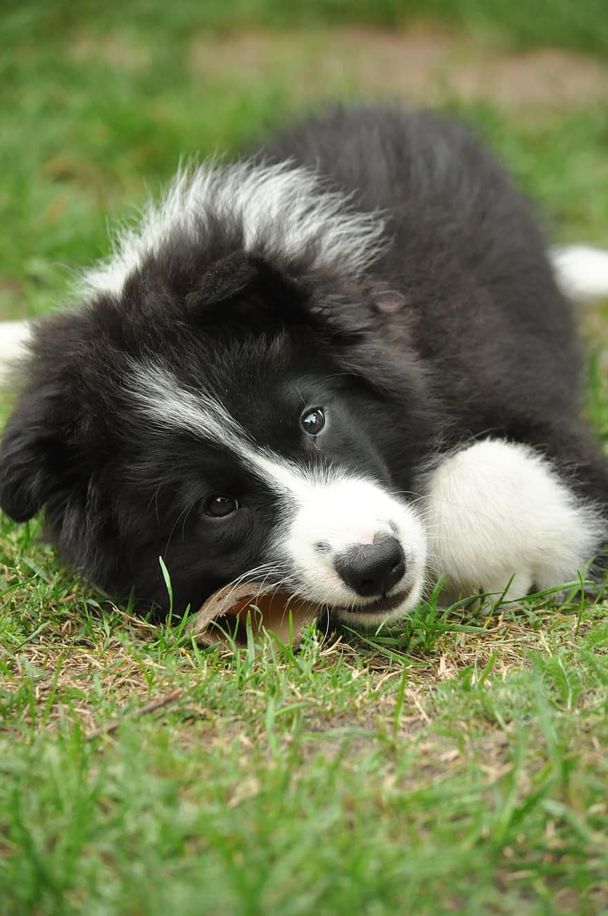 border collie, perrito, perro, canino, jugando, juguetón, hierba, mascota, linda, nacional
