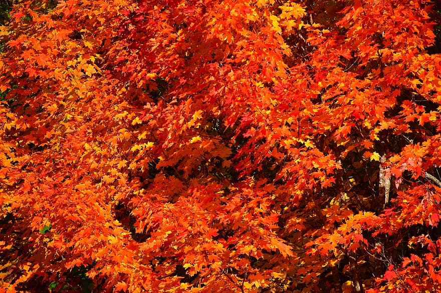 alberi di acero, fogliame, autunno, le foglie, stagione autunnale, natura