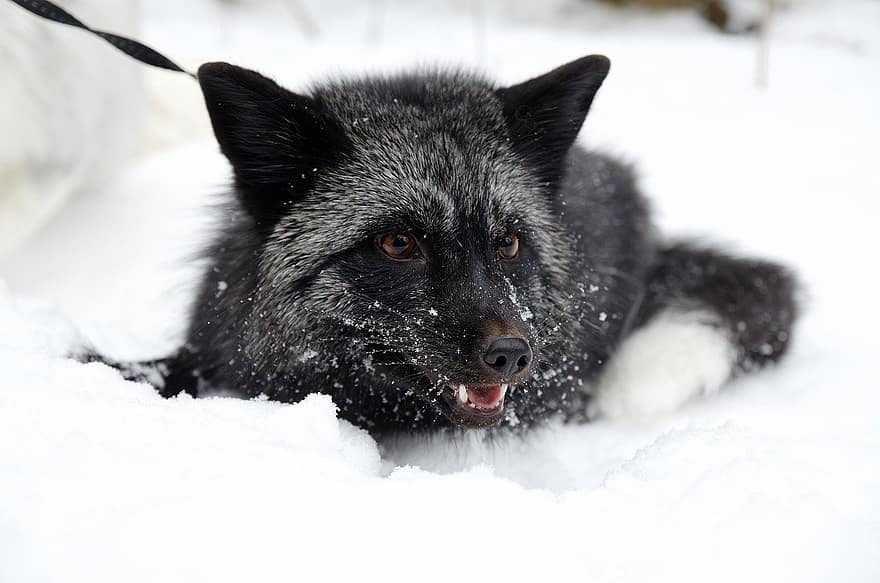 stříbrná liška, zvíře, sníh, liška, savec, dravec, volně žijících živočichů, zimní, Příroda