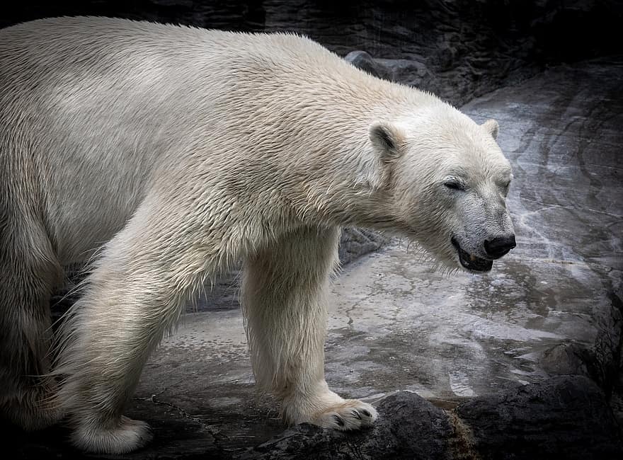 يتحمل ، الدب القطبي ، دب الجليد ، أبيض ، الفراء ، حيوان
