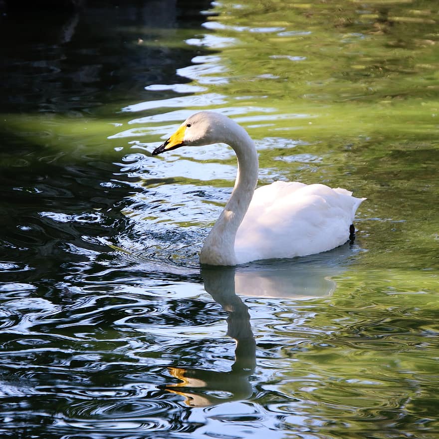 Swan, White Swan, River, Lake, Bird, Water Bird, Aquatic Bird, Ornithology, Pond, beak, water