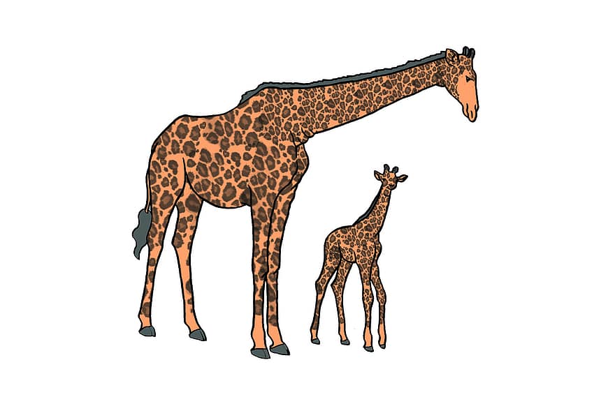 žirafa, jauni, motina, gyvūnas, laukiniai, pobūdį, laukinės gamtos, Afrika, safari, zoologijos sodas, žinduolių