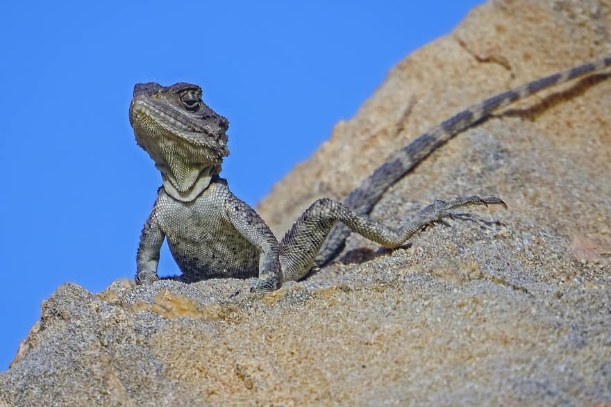 Chipre Rock Agama, lagartija, reptil, animal, fauna, Laudakia Cypriaca, naturaleza, animales en la naturaleza, de cerca, continuar, iguana