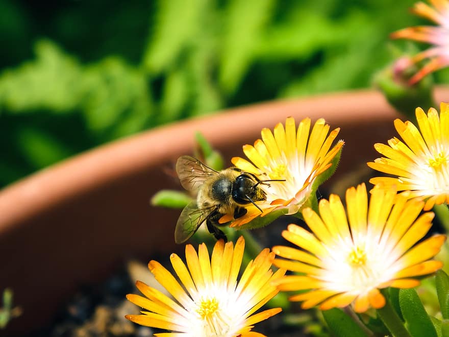 fleurs, abeille, pollinisation, Floraison, fleur, insecte, entomologie, macro, la nature, printemps, jardin