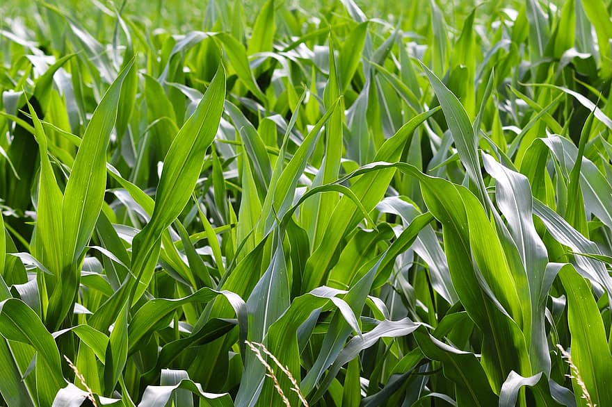 kukurūzas lauks, kukurūzas lapas, kukurūza, zea mays, kukuruz, jomā, lauksaimniecību, zaļa, lapas, ēdiens, lopbarības kukurūzu