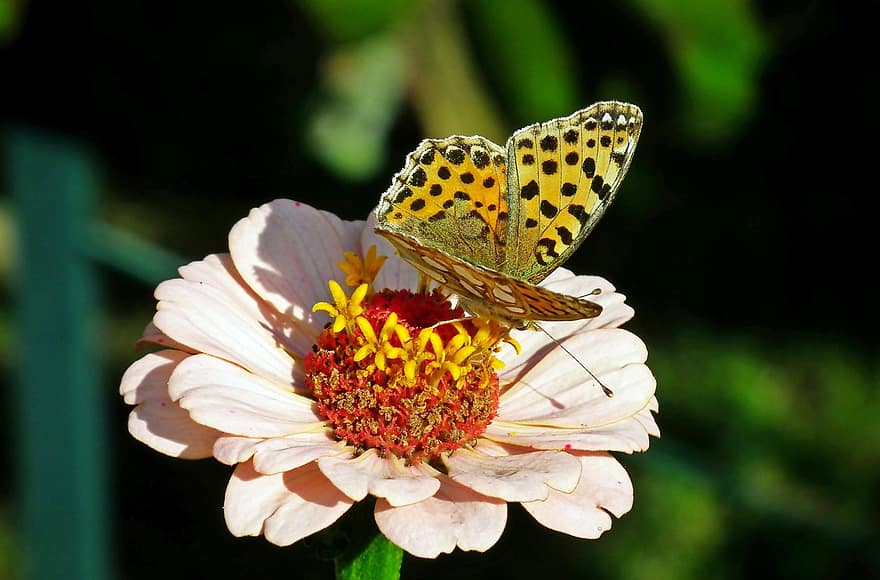 пеперуда, насекомо, цвете, циния, крила, цветен, природа, градина