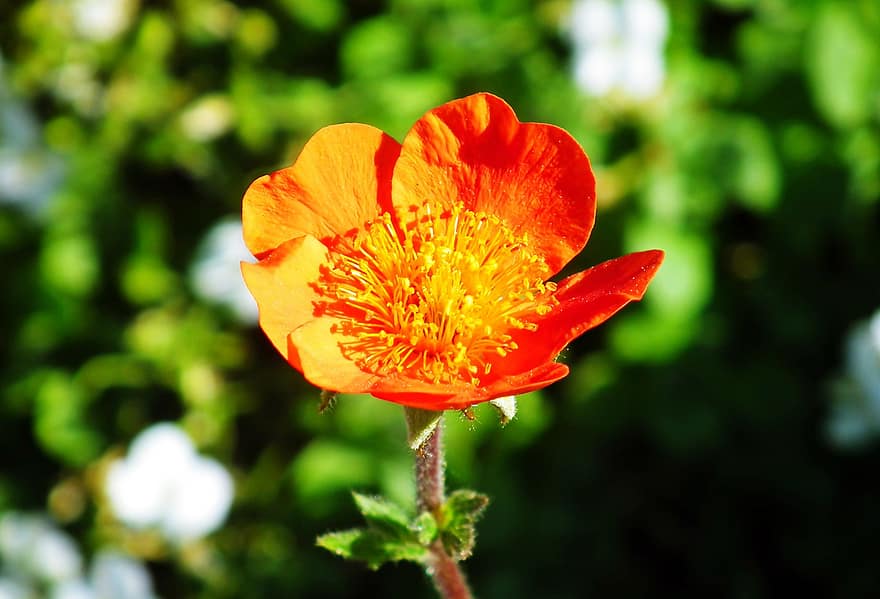 Flower, Orange Flower, California, Garden, close-up, plant, summer, yellow, petal, flower head, green color