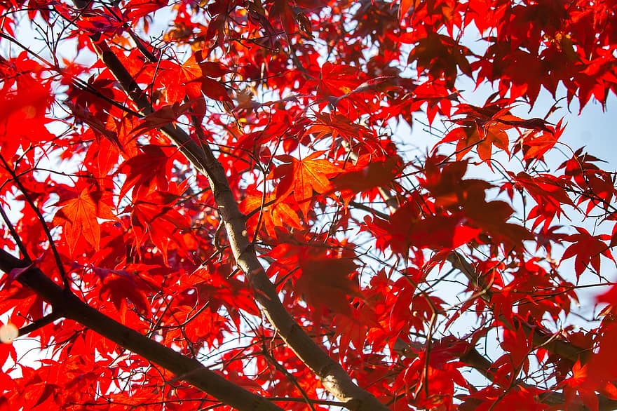 Herbst, Blätter, Laub, Baum, Rote Blätter, Ahornblätter, Herbstblätter, Herbstlaub, Herbstsaison, Natur