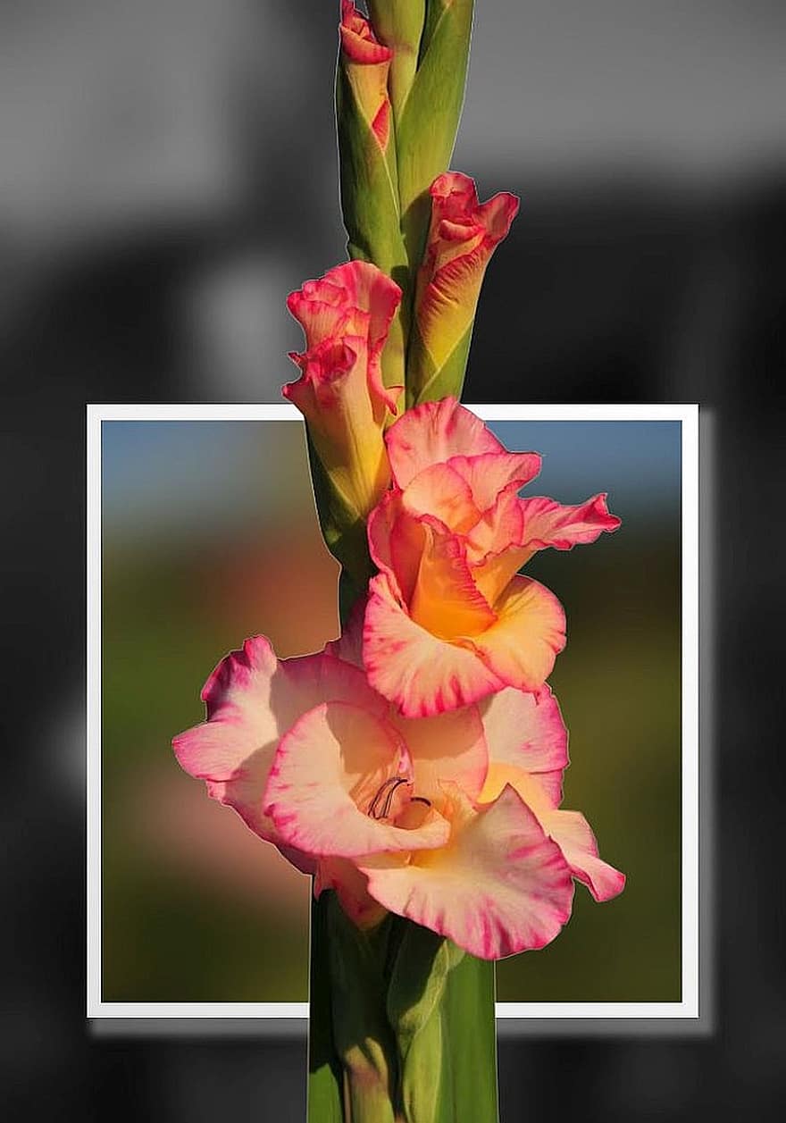 Gladiolus, photoshop, bilde redigering
