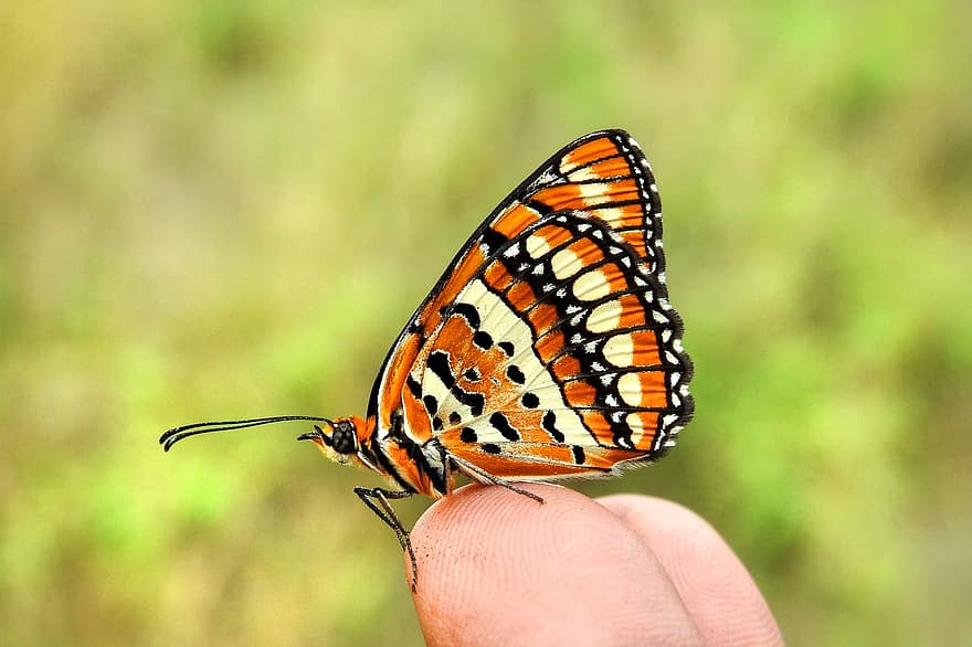 Петниста пеперуда Жокер, пеперуда, пръст на ръката, насекомо, животно, крила, пеперуда на ръка, природа, близък план, цветна пеперуда, пеперуди