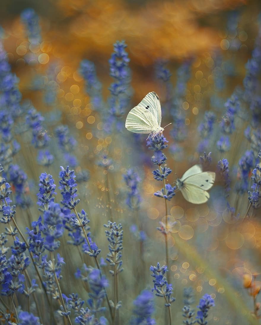 kelebek, çiçek, haşarat, doğa, hayvanlar, Çiçekler, makro, renk, kelebekler, yaz, güzel
