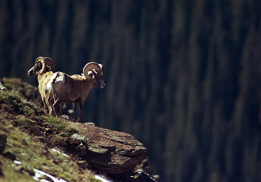 ラムズ、崖、コロラド州、峡谷、自然、羊、角、動物たち、野生動物、野生動物の写真、動物の世界