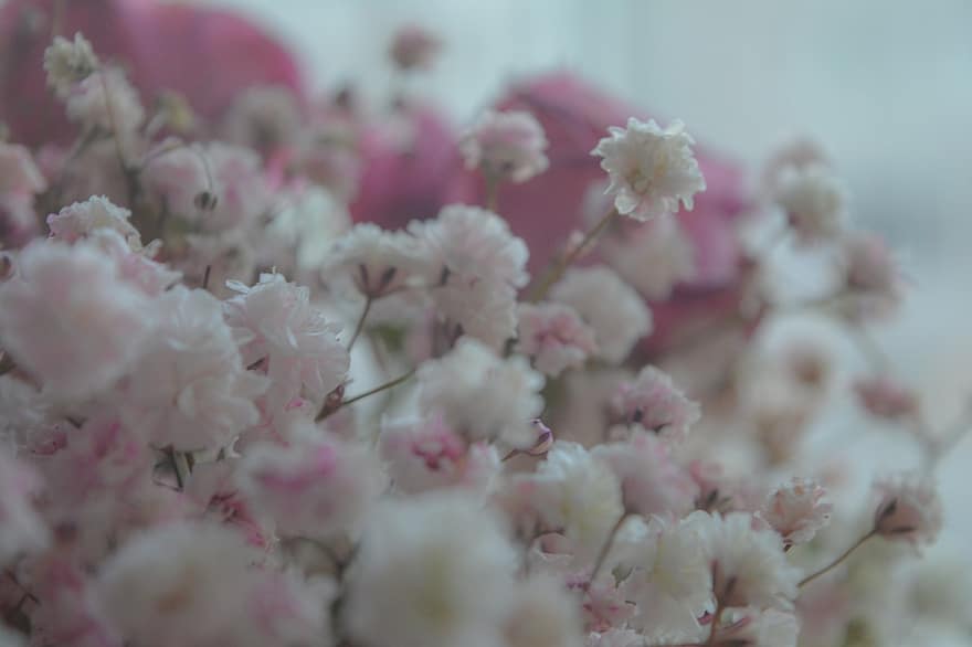 bloemen, gedroogde bloemen, boeket, geluk, bloem, fabriek, detailopname, bloemblad, roze kleur, bloemhoofd, bloesem