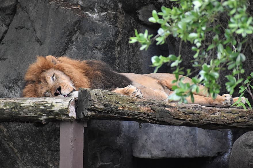 lev, zvíře, hříva, savec, spát, dravec, zoo, volně žijících živočichů, safari, fotografování divoké zvěře, divočina
