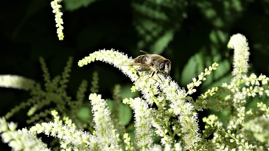 kaprifol, blomma, bi, insekt, växt, trädgård, närbild, makro, grön färg, sommar, pollinering