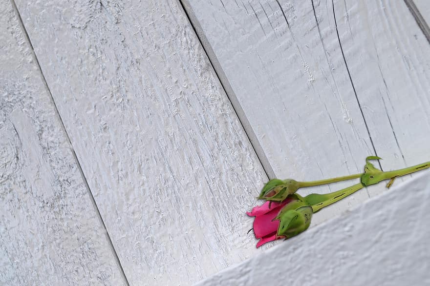 троянда, рожевий, стіна, дерево, білий, кохання