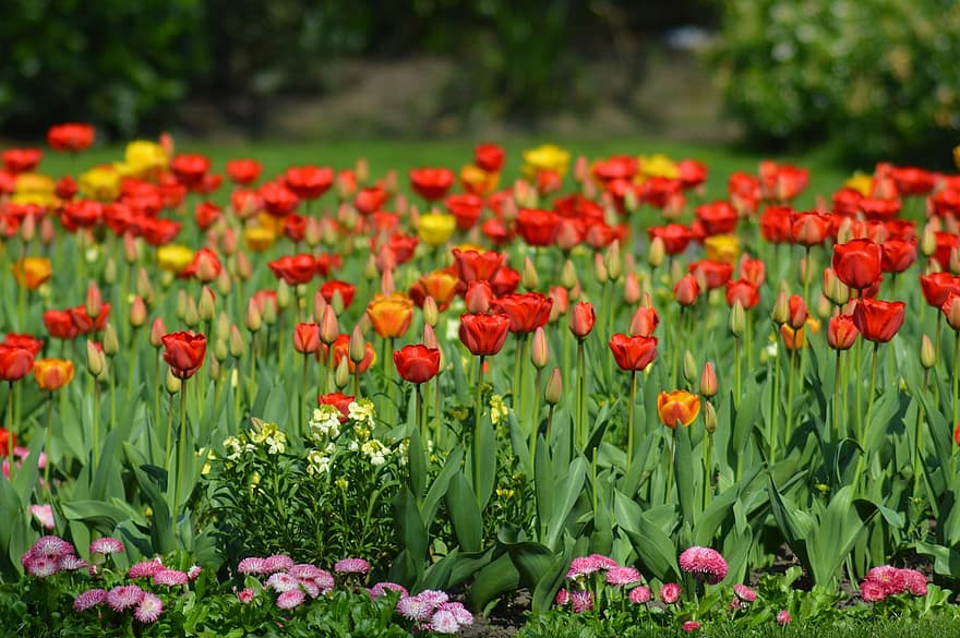 тюльпани, квіти, сад, поле тюльпанів, пелюстки, листя, пелюстки тюльпана, цвітіння, флора
