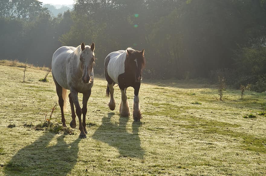 Horses, Running, Galloping, Field, Equine, Farm, Ranch, Running Horses, Nature, Animals, Mammals