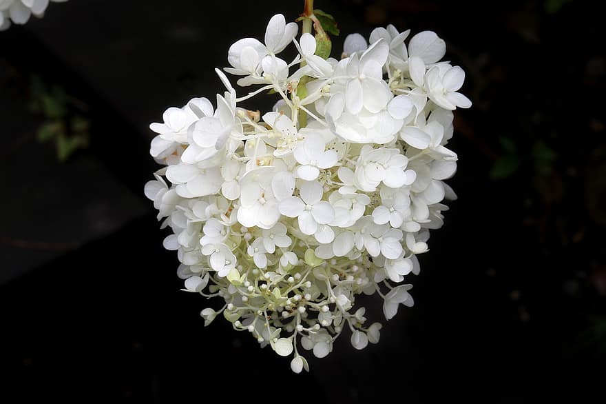 hydrangea, bunga putih, bunga-bunga, berkembang, mekar, tanaman berbunga, tanaman hias, menanam, flora, alam, taman