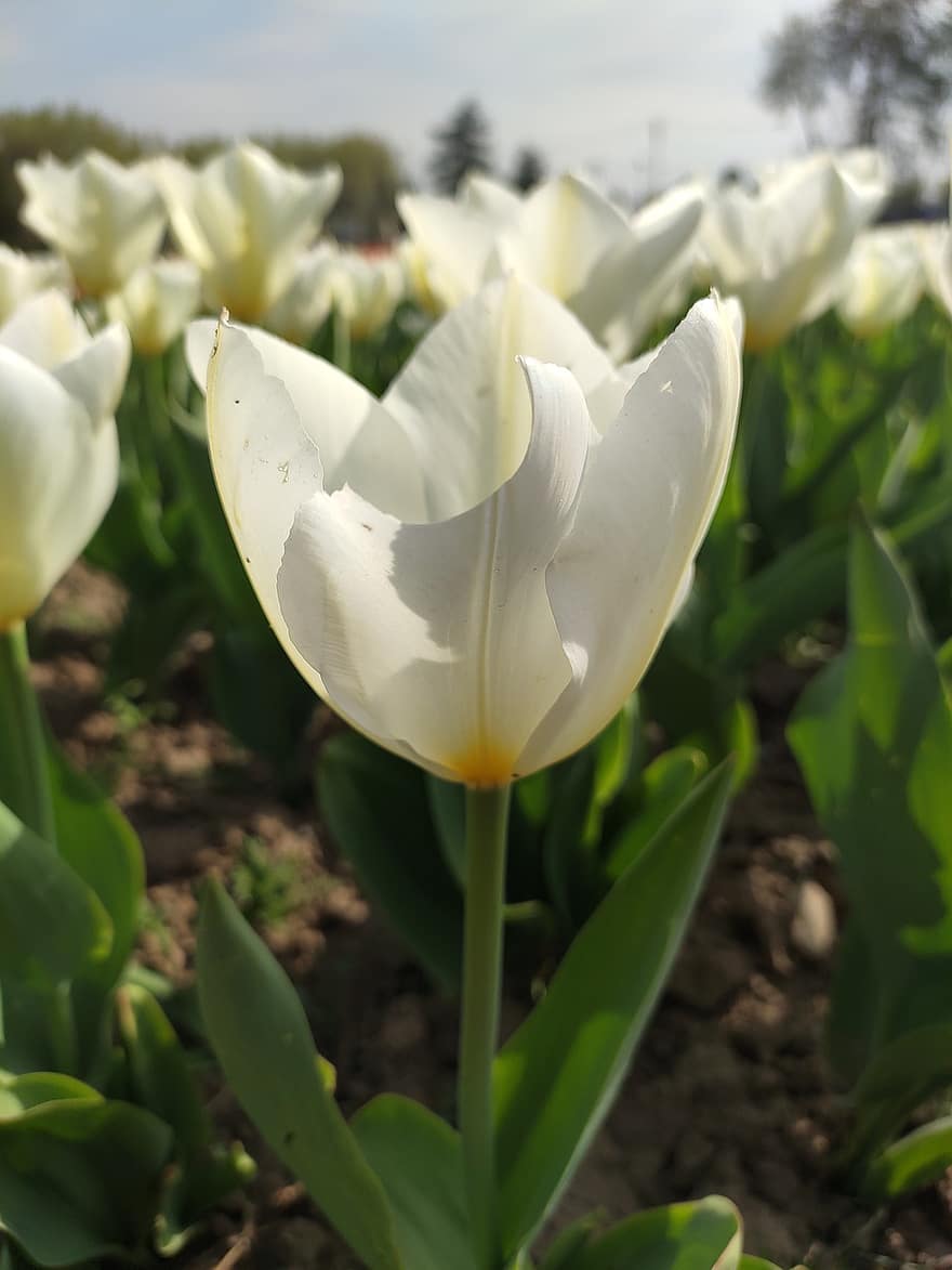 tulipes, fleurs, jardin, srinagar, Cachemire, printemps, rouge, Floraison, floral