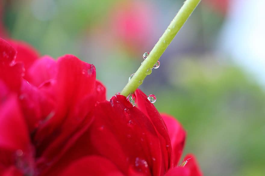 Stalk, Geranium, Red, Drip, Flower, Blossom