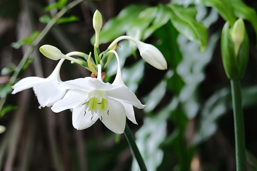 lilia amazonka, Eucharysa Amazonica, biały kwiat, kwiat, flora, roślina, zbliżenie, liść, lato, płatek, świeżość