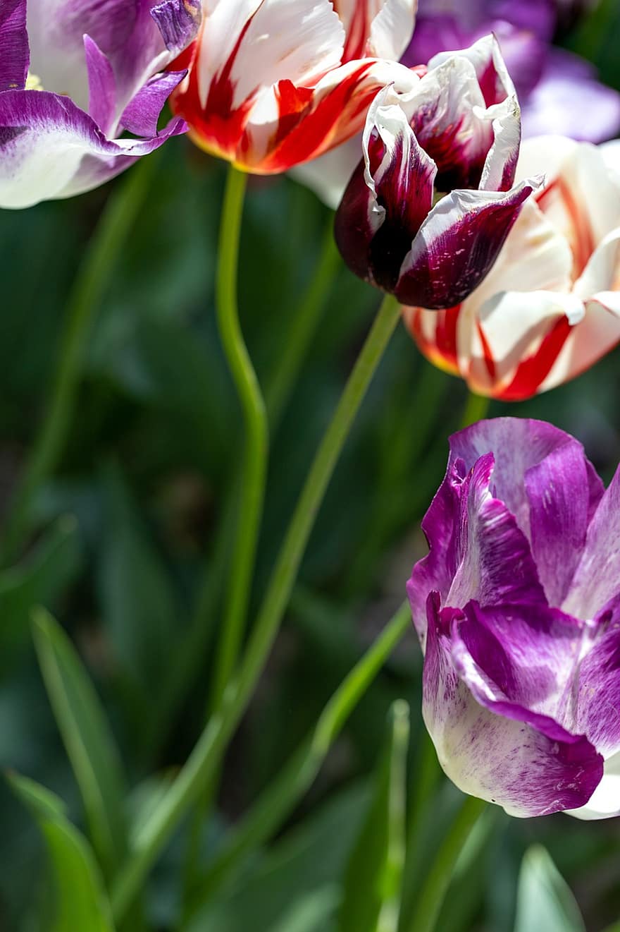 квітка, тюльпани, різнокольорові, фіолетовий тюльпан, помаранчеві тюльпани, зелений, флора, весна, тюльпан, Рослина, головка квітки