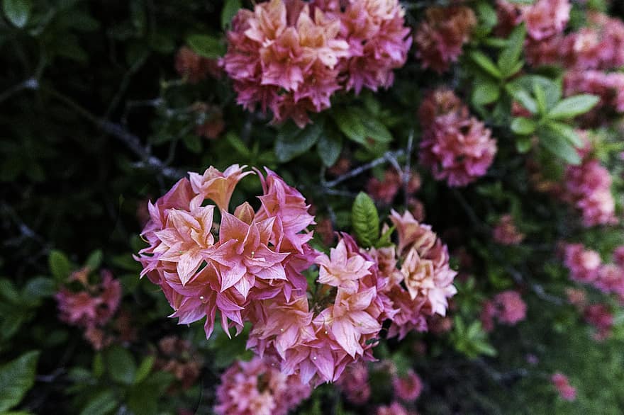 rhododendron, lyserøde blomster, blomster, parkere, udendørs, have, natur, plante, blad, blomst, tæt på