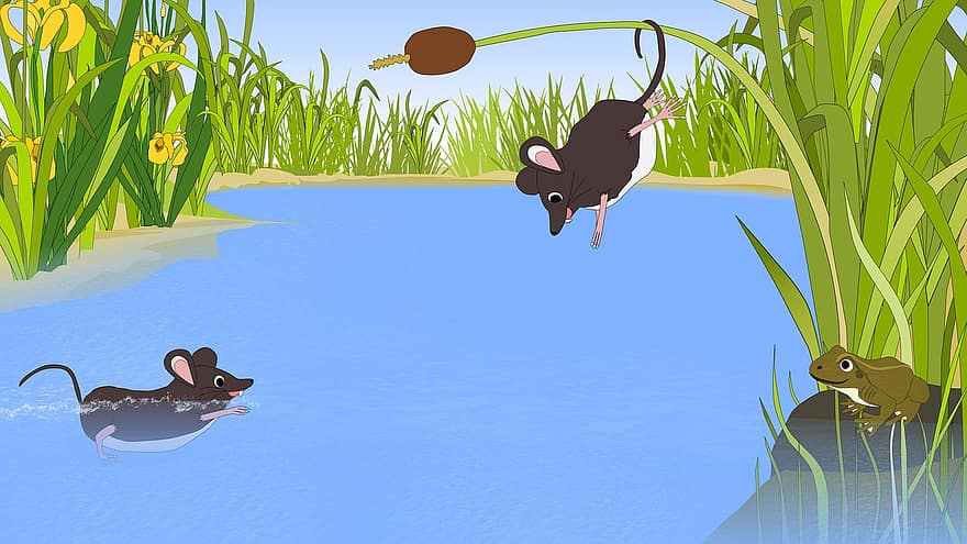 мишка, тръстики, жаба, вода, езерце