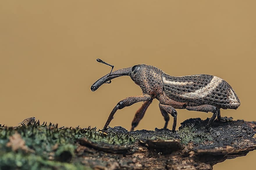 Bug, Weevil, Scarab, Insect, Creature, Animal, Carnivore, Hunter, Invertebrate, Nature, Outdoor