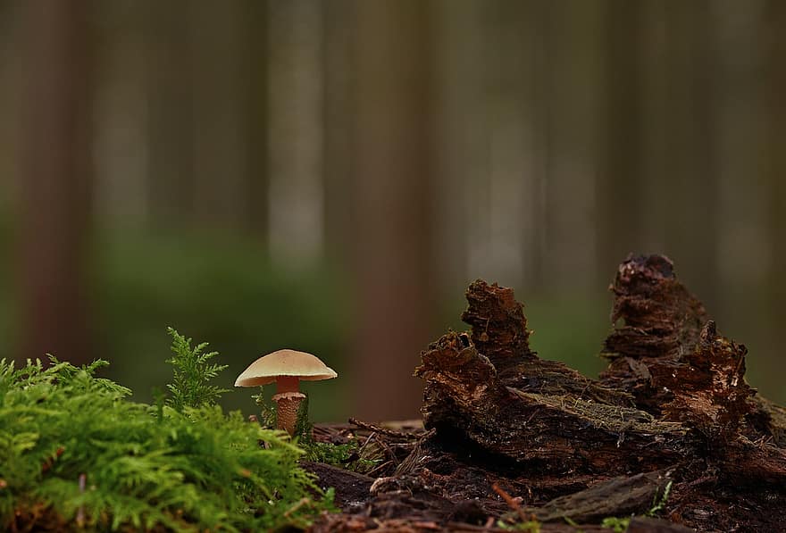 houba, mech, dřevo, kořeny, lesní podlaha, rostlin, les, detail, podzim, sezóna, rostlina