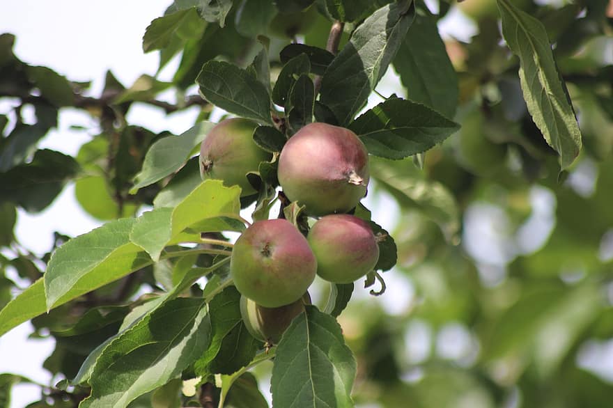 æble, træ, æbletræ, frugt, sund og rask, vitaminer, kernobst gewaechs, lækker, gård, have, Juice